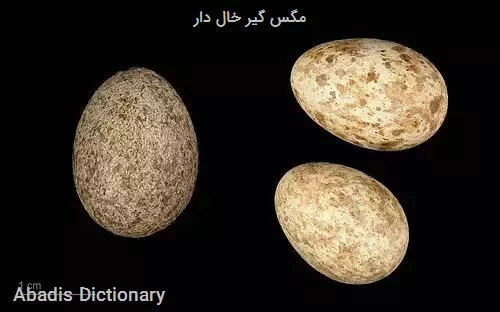 مگس گیر خال دار